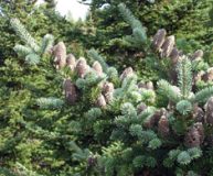 Abies balsamea, palsamipihta (PH 292)
